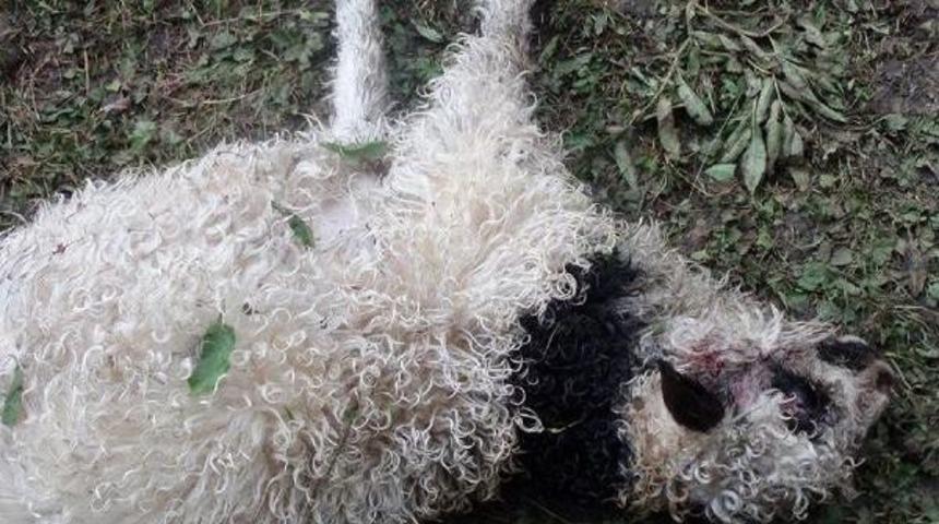 Yaylada Kurtların Saldırısı Sonucu 30 Koyun Telef Oldu