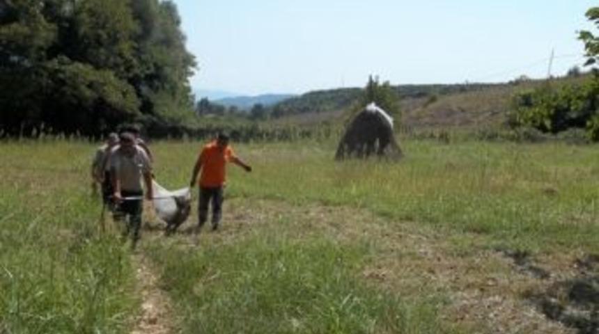 Tellere Takılan Kurt, Belediye Ekipleri Tarafından Kurtarıldı