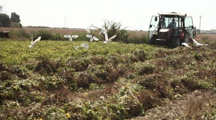 Adana&rsquo;da Yer Fıstığı Hasadı Başladı
