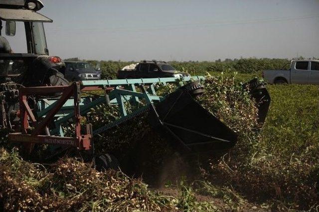 Adana’da Yer Fıstığı Hasadı Başladı