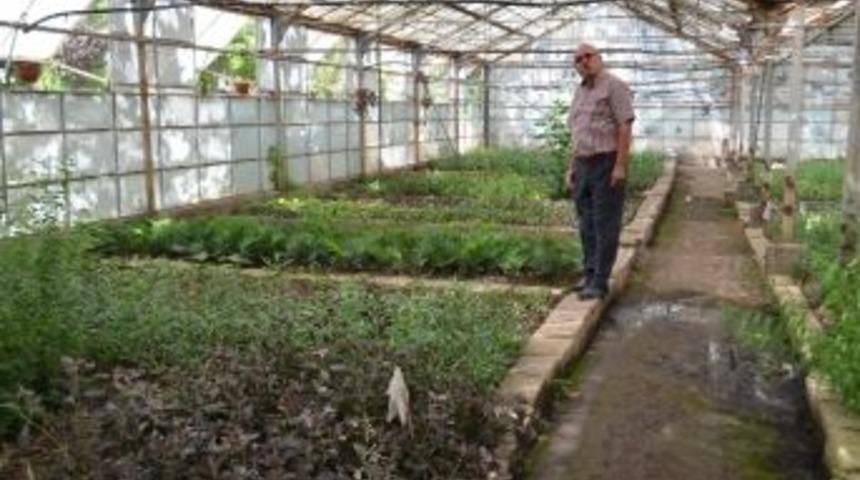 Hatay&rsquo;da 12 Milyon Fidan &Uuml;retilip 8 Kente Dağıtılıyor