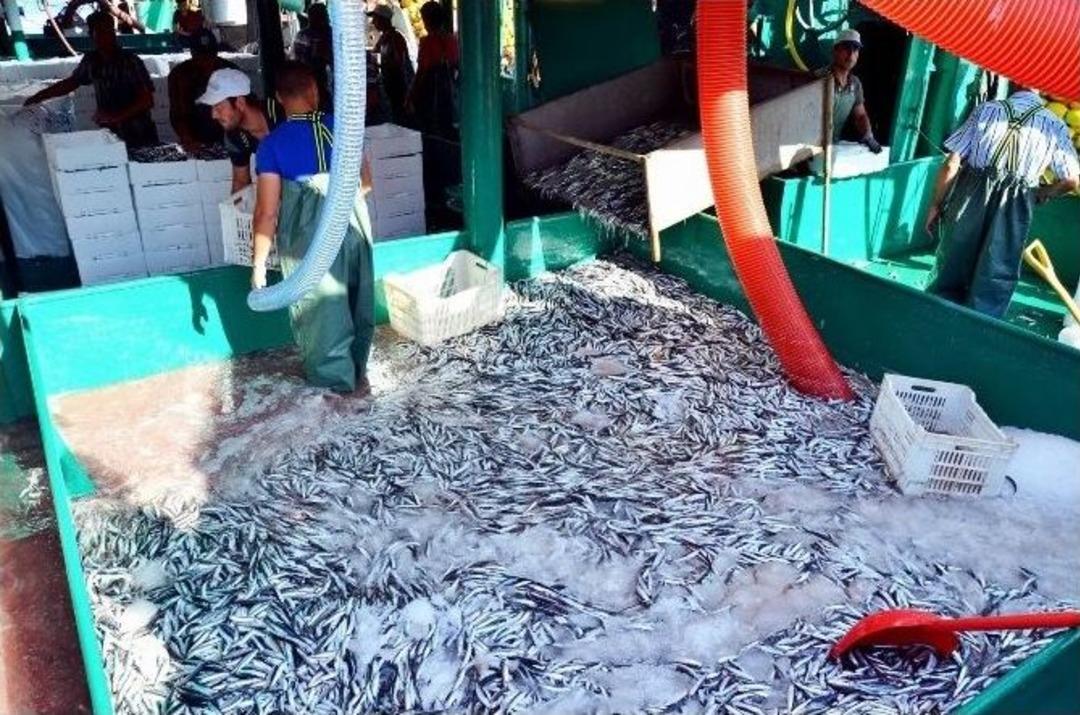 Marmara&rsquo;da Hamsi Bereketi