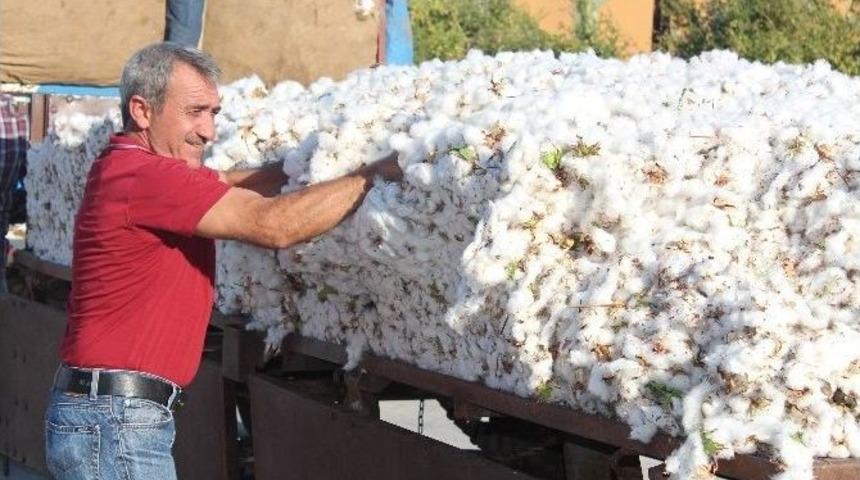 Amik Ovası&rsquo;nda Pamuk Hasadı Başladı