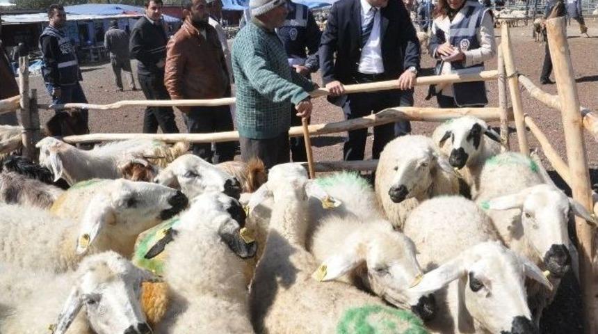 Kurban Bayramında Ko&ccedil; Kesin &Ccedil;ağrısı