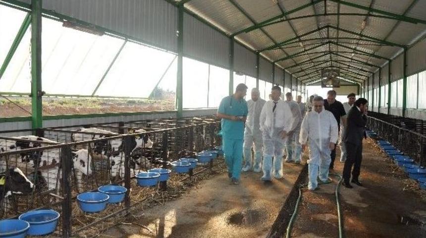 Vali Bektaş&rsquo;tan Talu &Ccedil;iftliğine Ziyaret