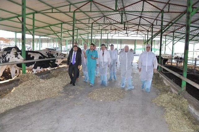 Vali Bektaş&rsquo;tan Talu &Ccedil;iftliğine Ziyaret 1
