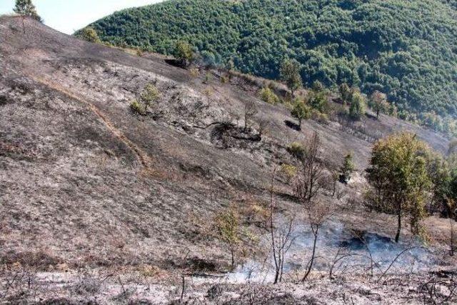 Zonguldak'ta 3 Hektarlık Orman Alanı Yangında Zarar Gördü