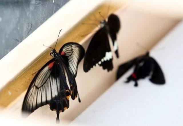 “Butterfly Park” Opens Doors To Visitors In Antalya