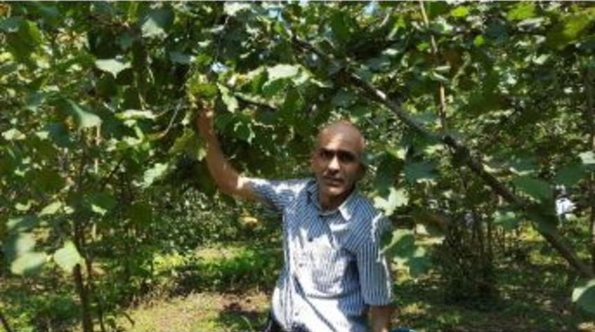 Fındıkta Y&uuml;zde 30 Kayıp Var