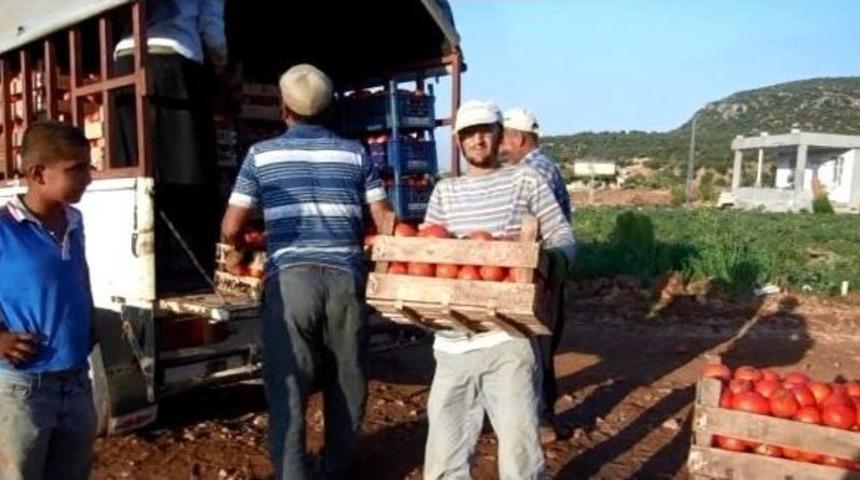 Domates &Uuml;reticisini "aracılar" Vuruyor