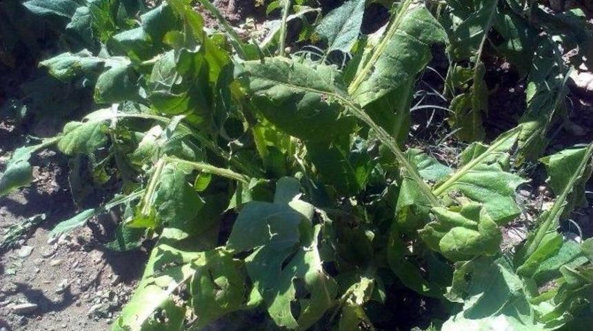 &Ccedil;elikhan&rsquo;da 200 D&ouml;n&uuml;m Araziyi Dolu Vurdu