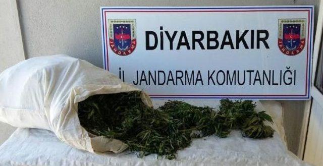 Diyarbakır'da 17.5 Kilo Esrar Ele Geçirildi