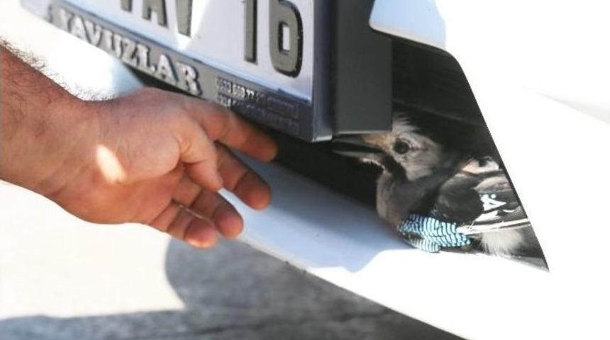 Alakargayı Yunuslar Kurtardı