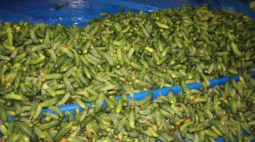 Turşuluklar Tezgahlardaki Yerini Aldı