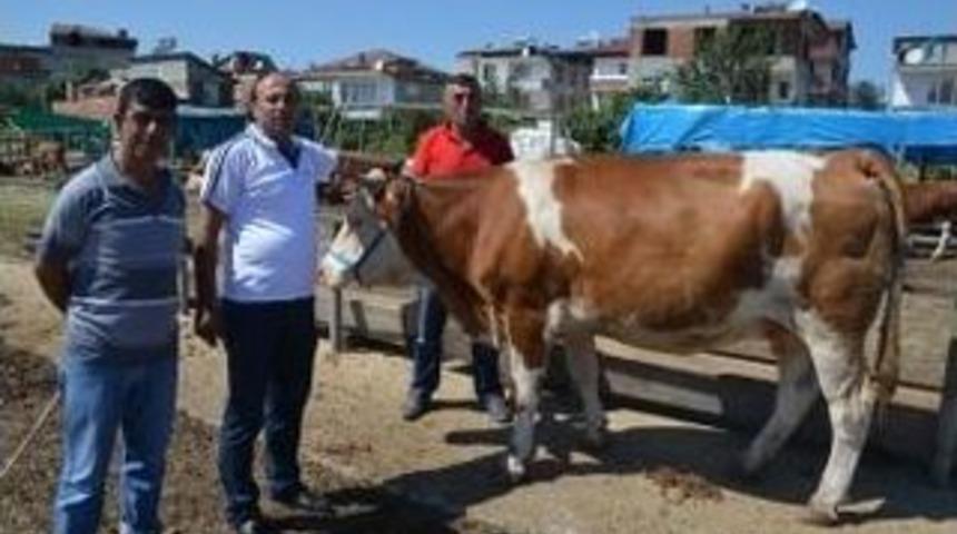 Fatsa&rsquo;da Kurbanlıklar Pazarda