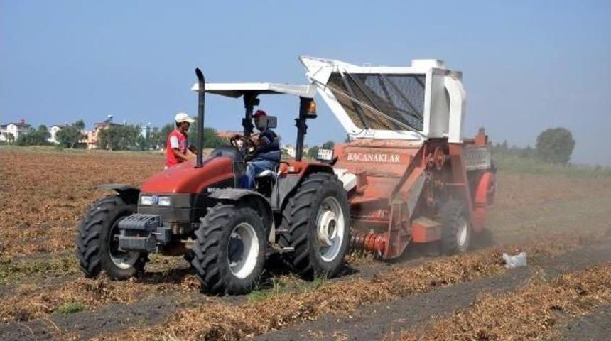 Osmaniye'de Yer Fıstığı Hasadı Başladı