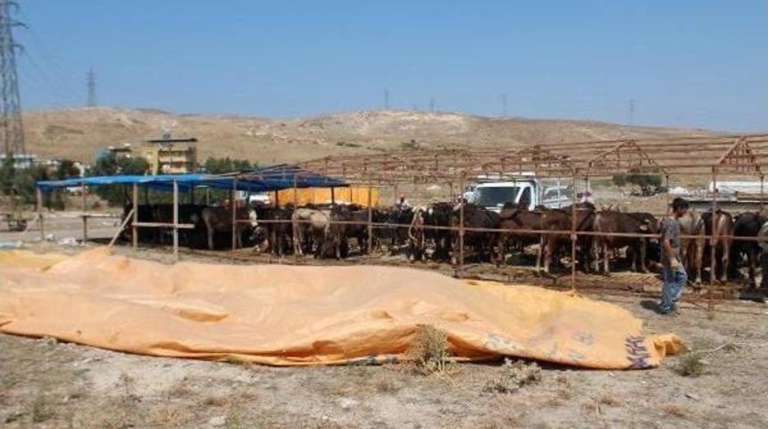 İzmir'de Kurbanlık Satış Yeri Gerginliği