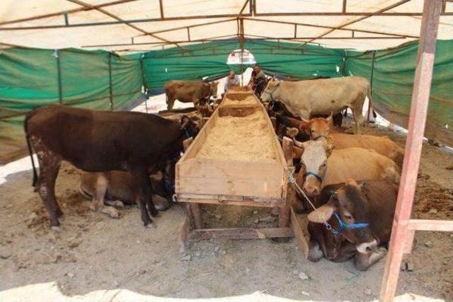 İzmir de Kurbanlık Satış Yeri Gerginliği 2