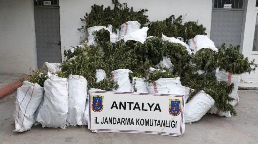 Aksu Jandarmasından Uyuşturucu Operasyonu
