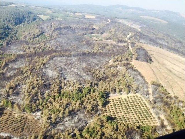 Bakan Müezzinoğlu, Mudanya’daki Ormanlık Alanın Yeniden Canlandırılacağını Açıkladı