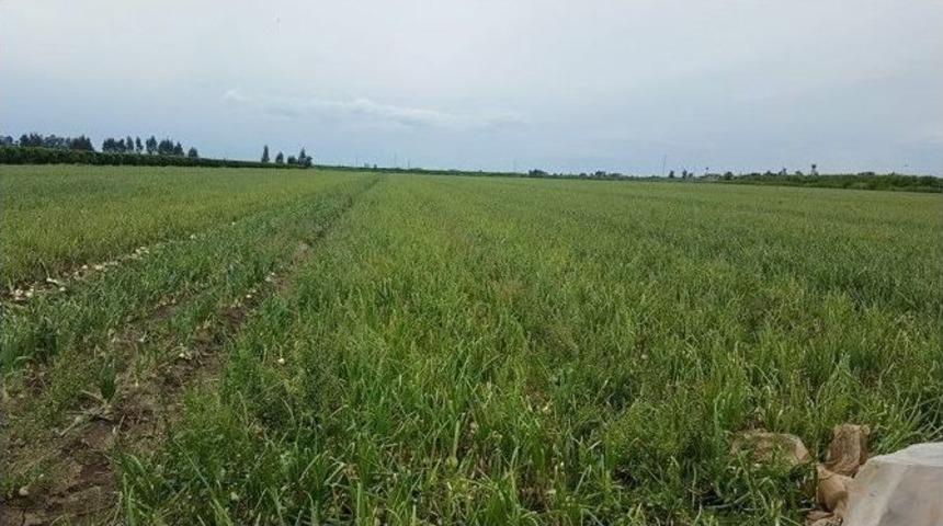 Soğan Ve Pancardaki Hastalık, Verimi D&uuml;ş&uuml;rebilir