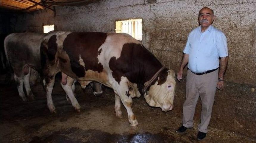 Tonluk Kurbanlıklar Alıcılarını Bekliyor