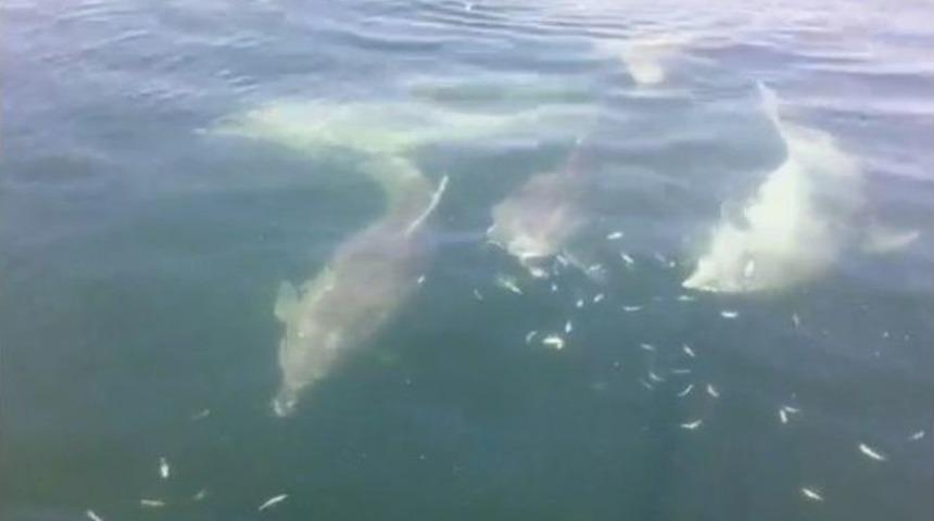 (&ouml;zel Haber) Sevimli Yunuslar B&ouml;yle G&ouml;r&uuml;nt&uuml;lendi, Balık&ccedil;ılar Onlara Hamsi İkram Etti