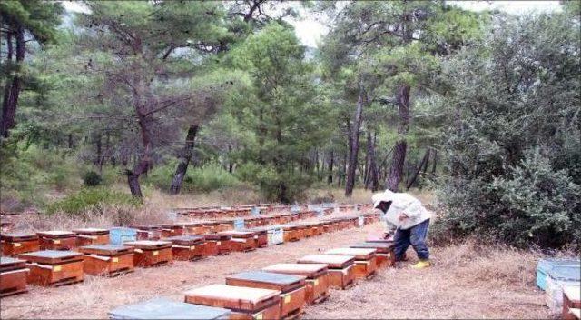 Arıcıların Konaklama Yerlerini Belirlenecek Proje