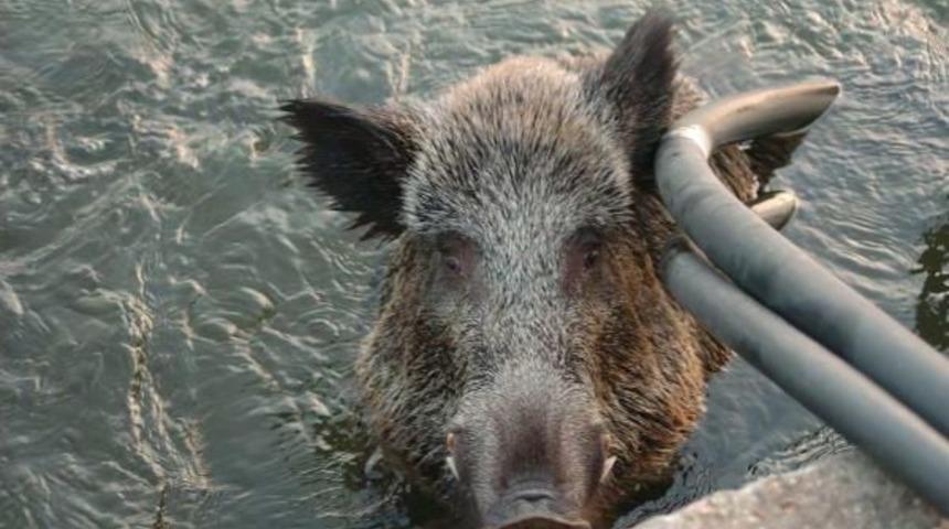 Sulama Kanalına D&uuml;şen Domuzu Kurtarma Operasyonu