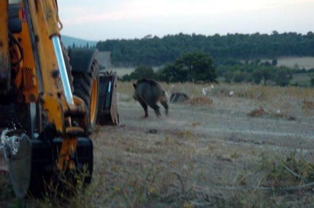 Sulama Kanalına D&uuml;şen Domuzu Kurtarma Operasyonu 1