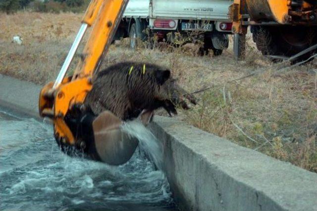 Sulama Kanalına D&uuml;şen Domuzu Kurtarma Operasyonu 2