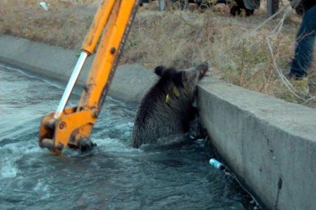 Sulama Kanalına D&uuml;şen Domuzu Kurtarma Operasyonu 3