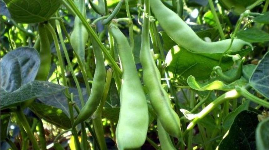 Zam Şampiyonu Fasulye Kıymete Bindi