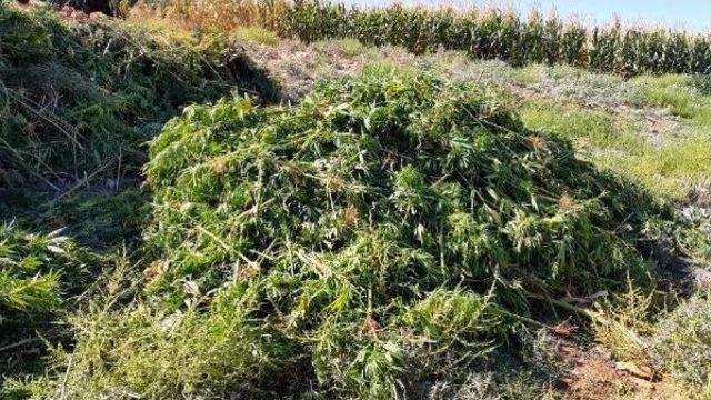 Diyarbakır da: 400 Kilo Esrar Ve Silahlar Ele Ge&ccedil;irildi 3