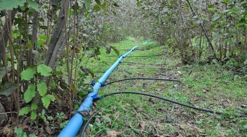 Fındık &Uuml;retiminde Reform