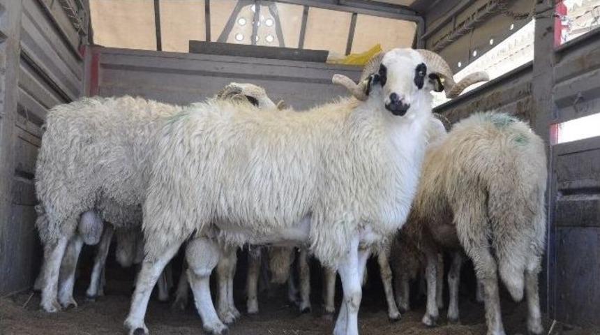 28 Adet Ko&ccedil; Dağıtıldı