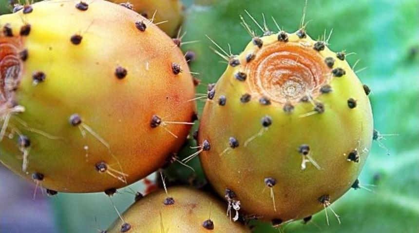 Dikenli İncirdeki Gizli Tehlike