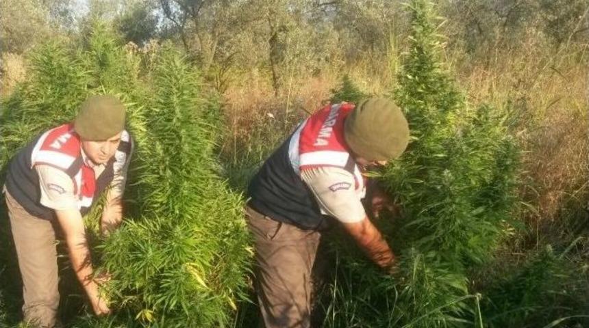 Bursa&rsquo;da Uyuşturucu Operasyonu