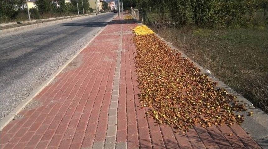 Mısır Ve Elma Kurutma Alanı