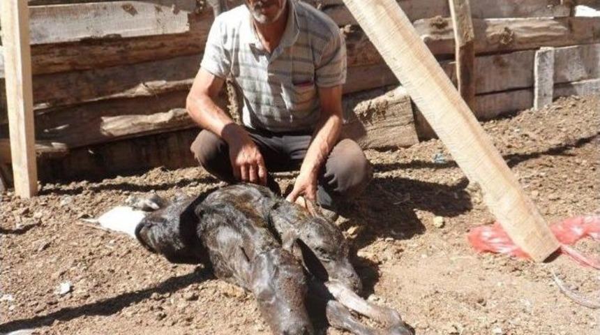 &Ccedil;ift Başlı Buzağı &Ouml;l&uuml; Doğdu