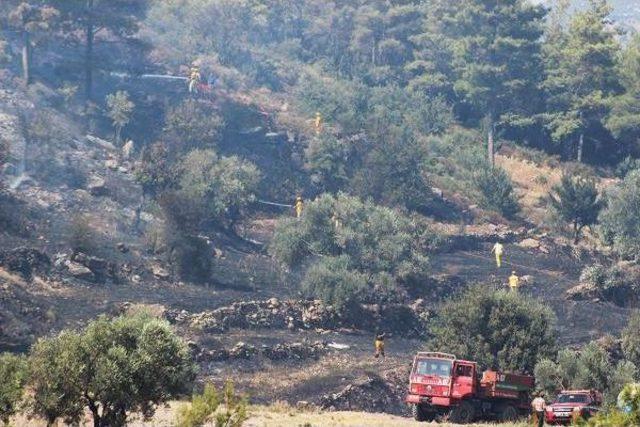 Anız Ateşi Tarım Arazileri Ve Ormanı Yaktı