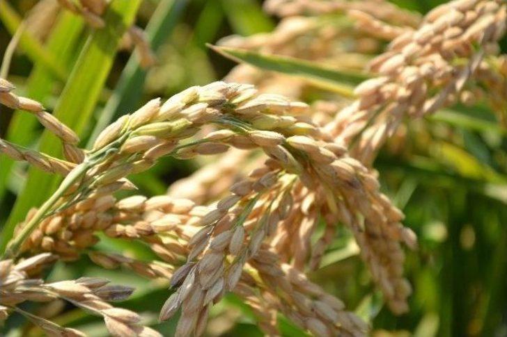 Çeltik Diyarı İpsala’da Hasat Dualarla Başladı G1