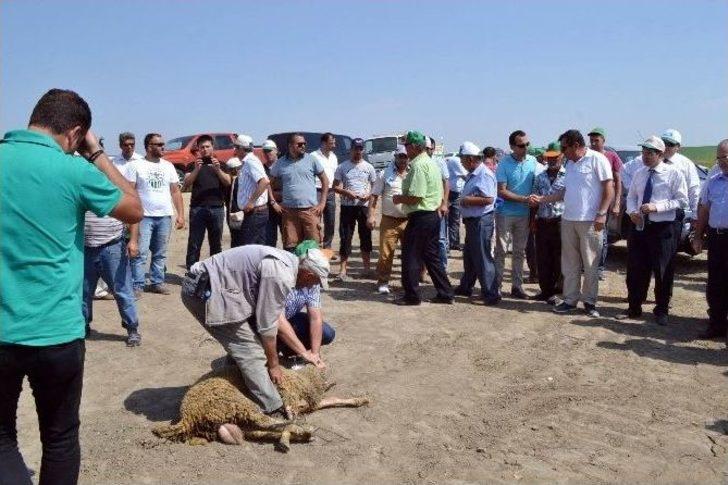 Çeltik Diyarı İpsala’da Hasat Dualarla Başladı G2