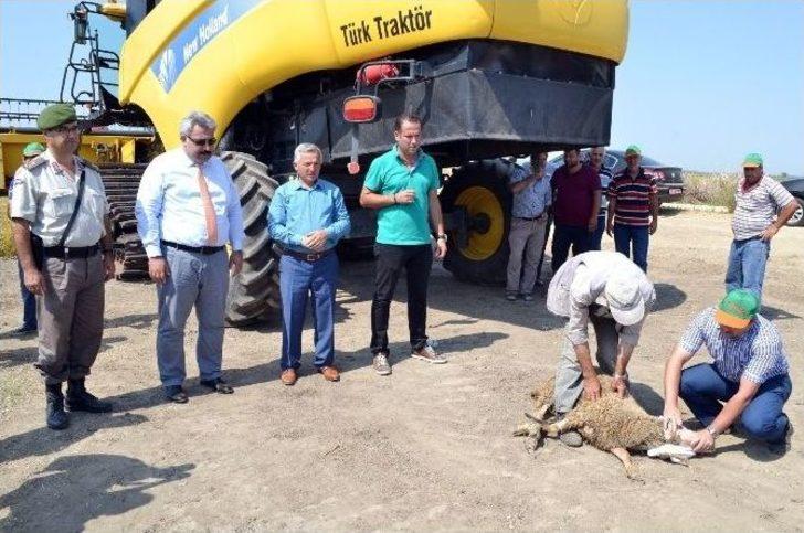 Çeltik Diyarı İpsala’da Hasat Dualarla Başladı G3
