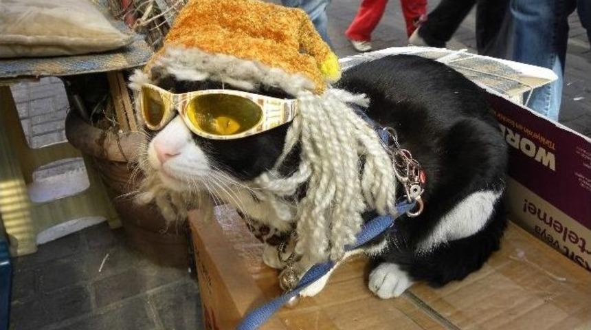 Bu Kedi G&ouml;zl&uuml;k Takıyor