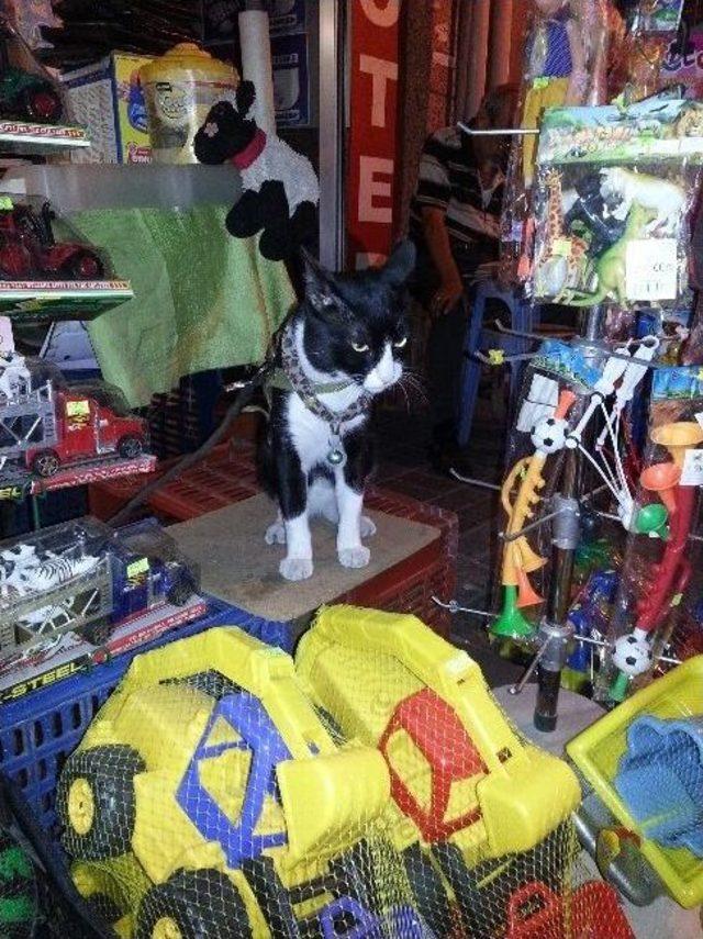 Bu Kedi G&ouml;zl&uuml;k Takıyor 3