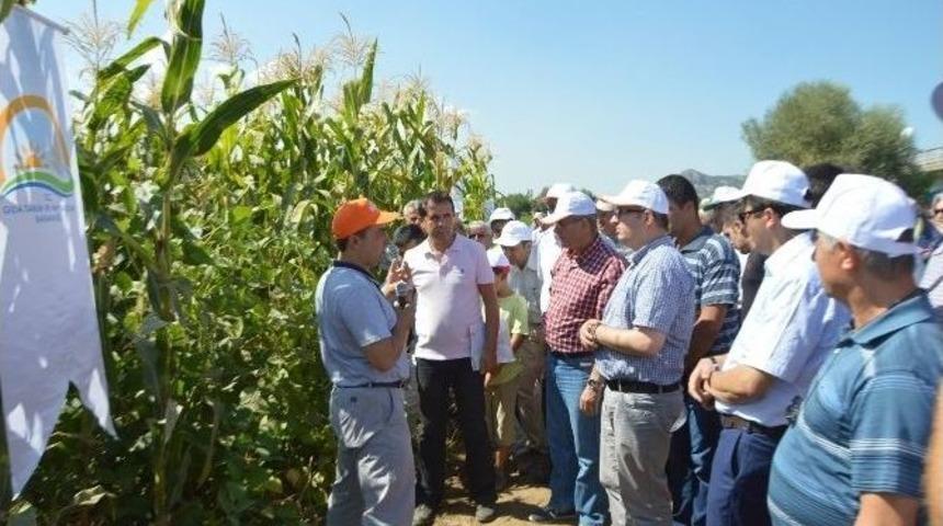 Acıpayam Tarla G&uuml;n&uuml; Ger&ccedil;ekleştirildi