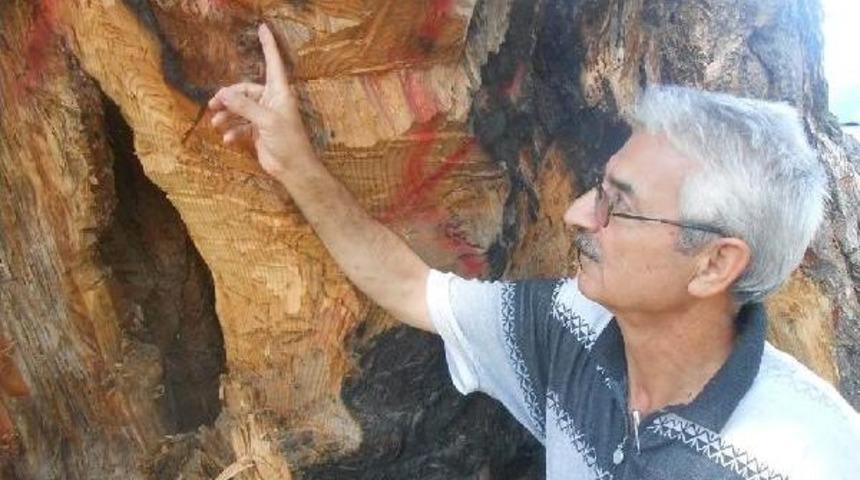 5 Asırlık Kara&ccedil;am, Piknik&ccedil;ilerin Kurbanı Olmak &Uuml;zere