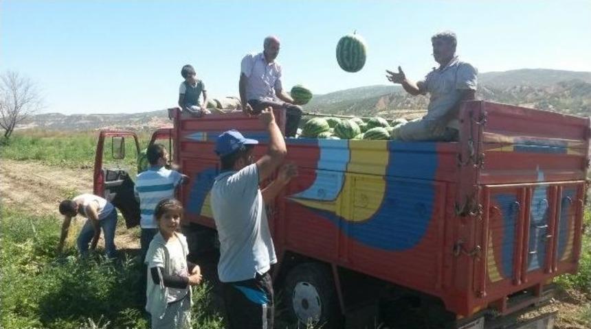 Karpuz Tarlada Kaldı