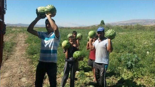 Karpuz Tarlada Kaldı 1